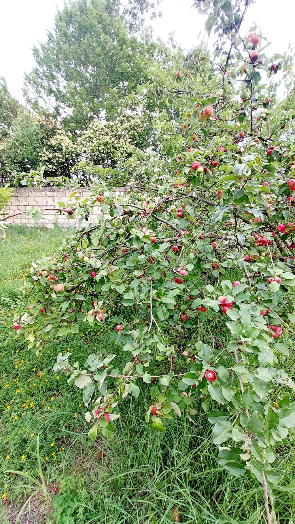 24 sot, Tikinti, Mülkiyyətçi, Kupça (Çıxarış) — Torpaq, Göyçay (9)