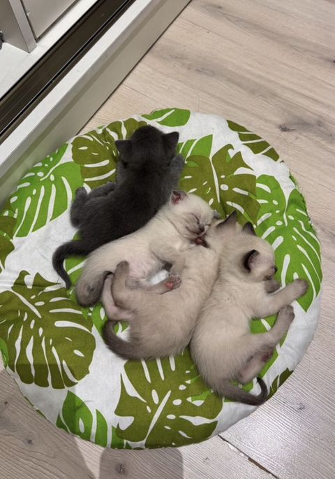 Siam pişik balaları