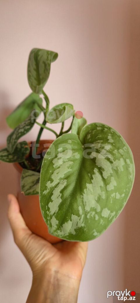 Scindapsus exotica