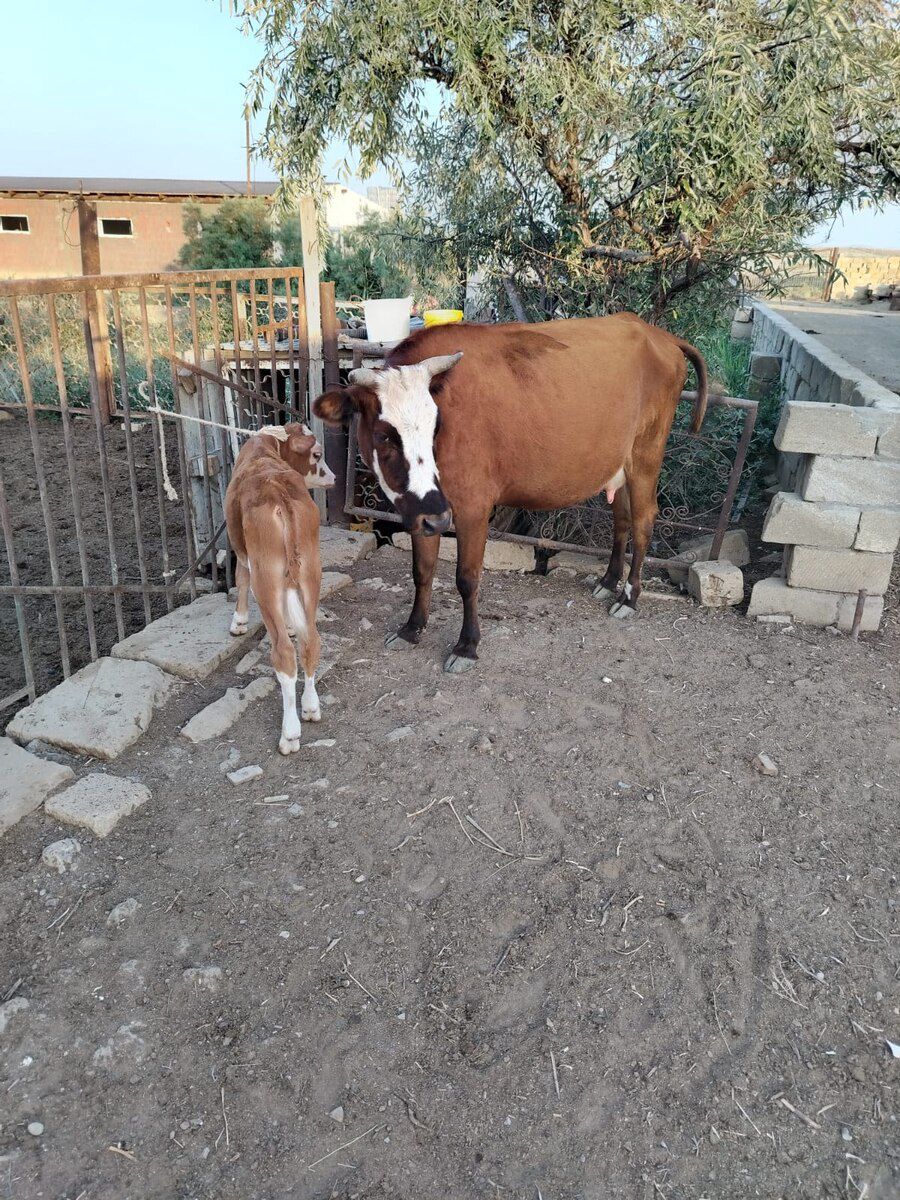 İnək — Heyvanlar, Bakı (3)