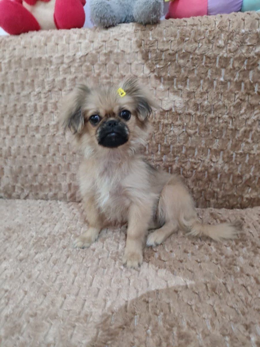 Pekines balası — Heyvanlar, Bakı