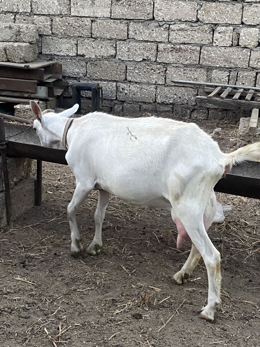 Sannen keçilləri — Heyvanlar, Bakı (2)