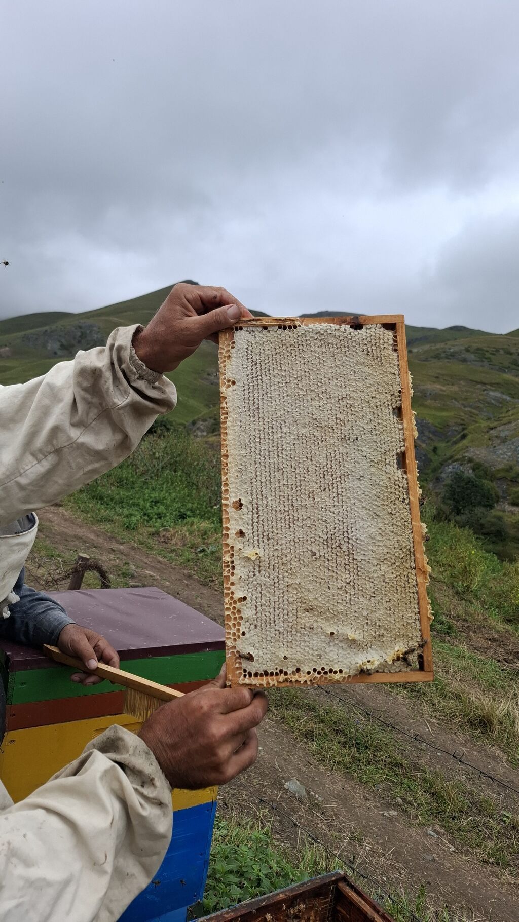 Kəlbəcər Şan Balı Təbii şan balının saf dadını və dağ florasının — Qida məhsulları, Digah (6)
