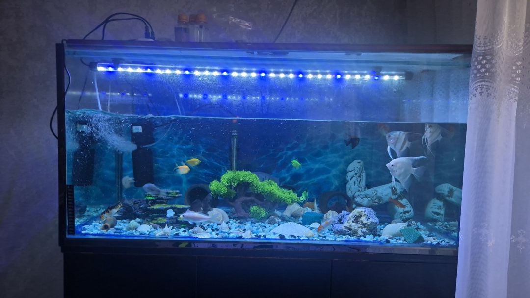 Akvarium 250 litr (23 balıq ilə birlikdə) — 1200 AZN — Akvariumlar və balıqlar, Sumqayıt (3)
