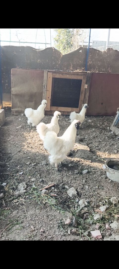 Ponpon yumurtası satılır Super çıxış verir 2.50 real alıcıya endirim