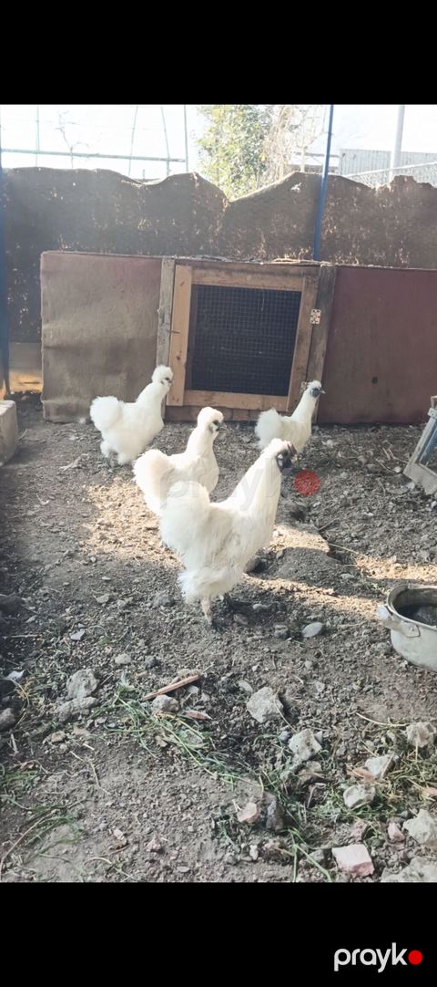 Ponpon yumurtası satılır Super çıxış verir 2.50 real alıcıya endirim