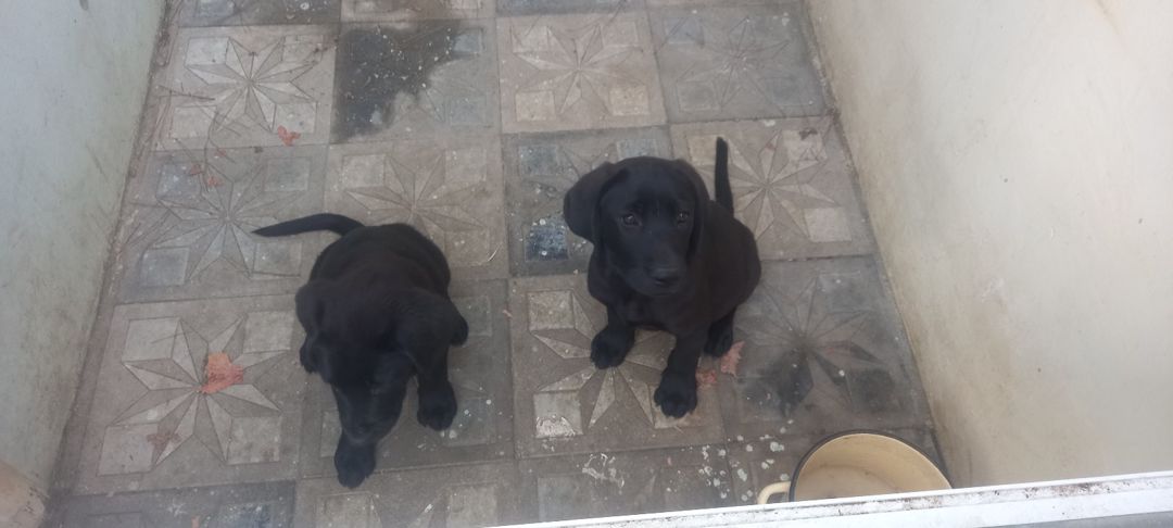 Labrador Retriver — Heyvanlar, Bakı (5)