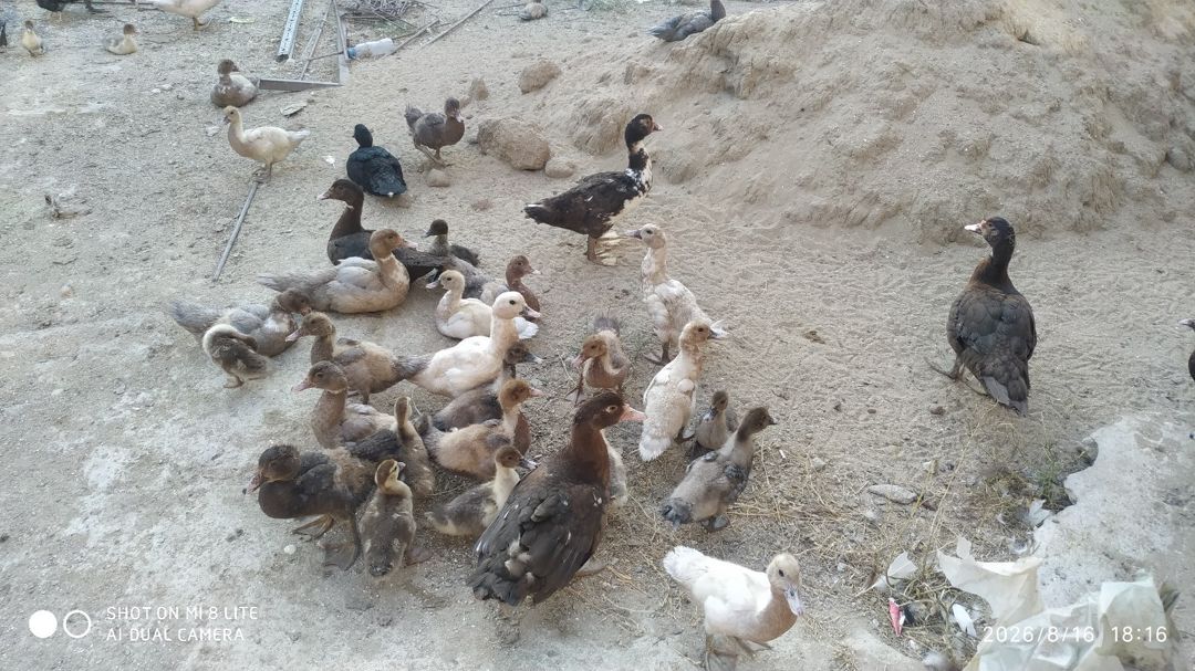 Lal ördəklər — Quşlar, Bakı (10)