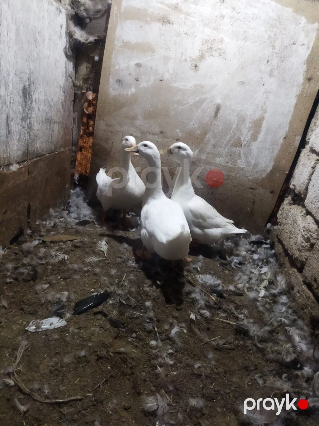 Satılır: Ağ ördəklər (3 baş) - Rəng: tam ağ lələklər - Gaga: açıq — Digərləri, Digah (2)