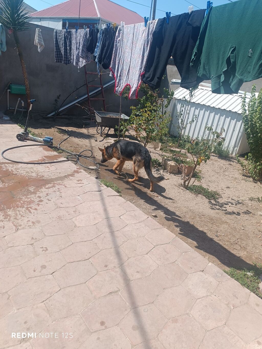 Alman çoban iti, 7 ay, Erkək, Sənədli, Ünvandan götürmə — Heyvanlar, Fatmayı (9)