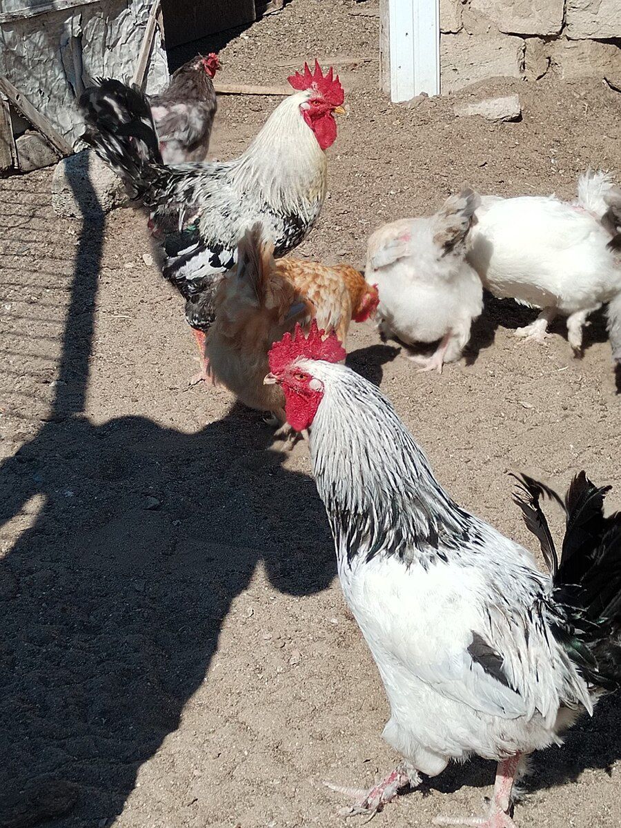 Xoruz — Quşlar, Bakı (4)