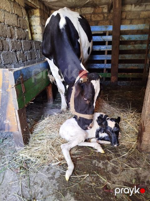 Kənd təsərrüfatı inəyi — 2 əvvəlki doğum, bala dişi, 1 ay