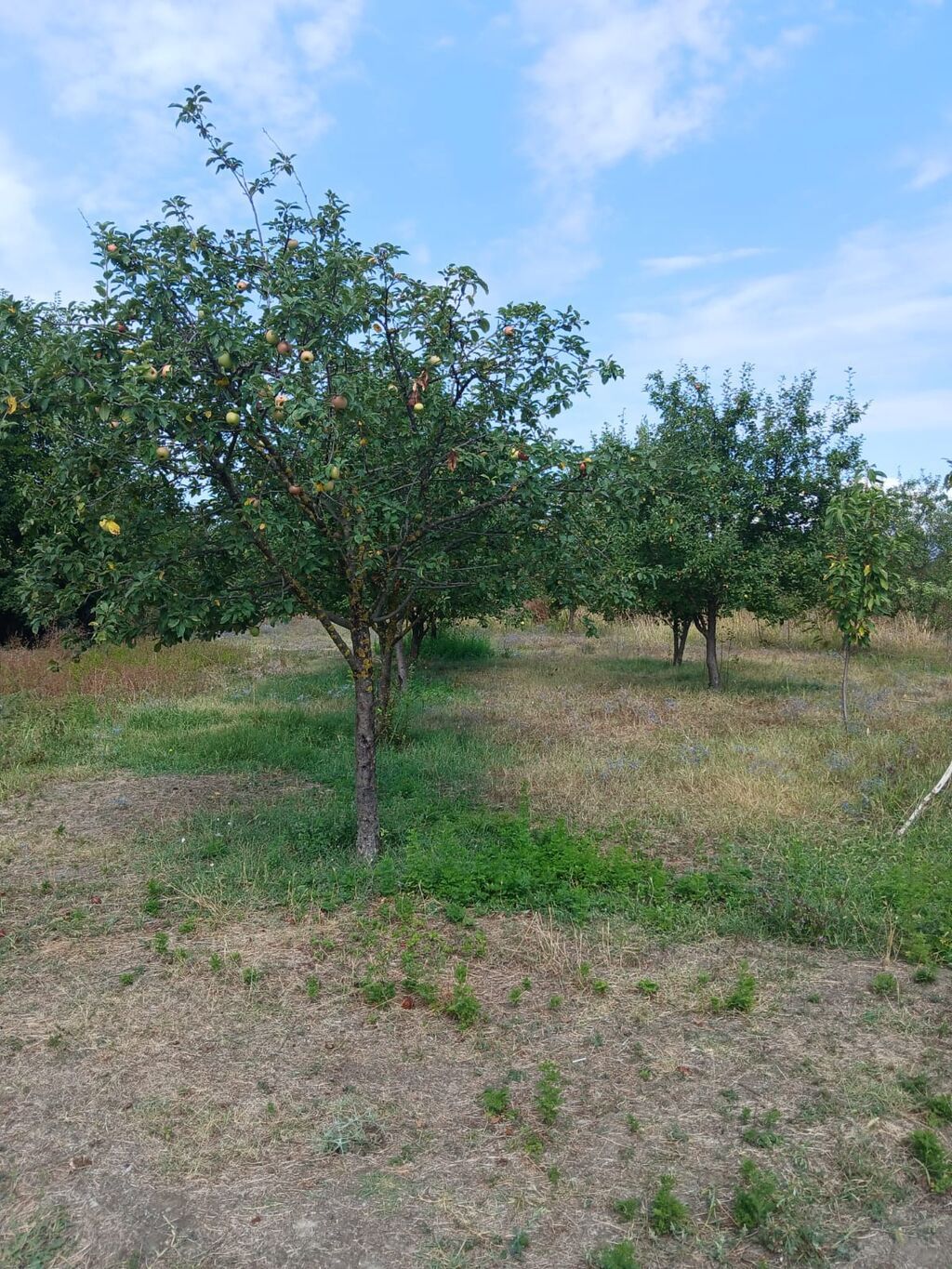Kənd təsərrüfatı — Torpaq, Qəbələ (5)