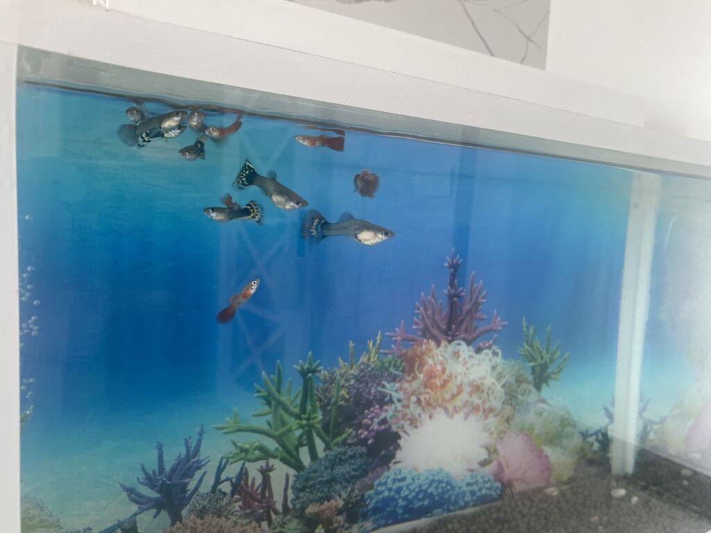 Dördbucaq akvarium, Balıqlarla birlikdə, 15 l, Ünvandan götürmə — Heyvanlar, Digah (2)