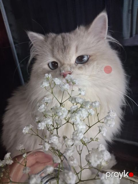 Şinşilla, Erkək, Yaxşı əllərə, Ünvandan götürmə, Ödənişli çatdırılma — Bakı