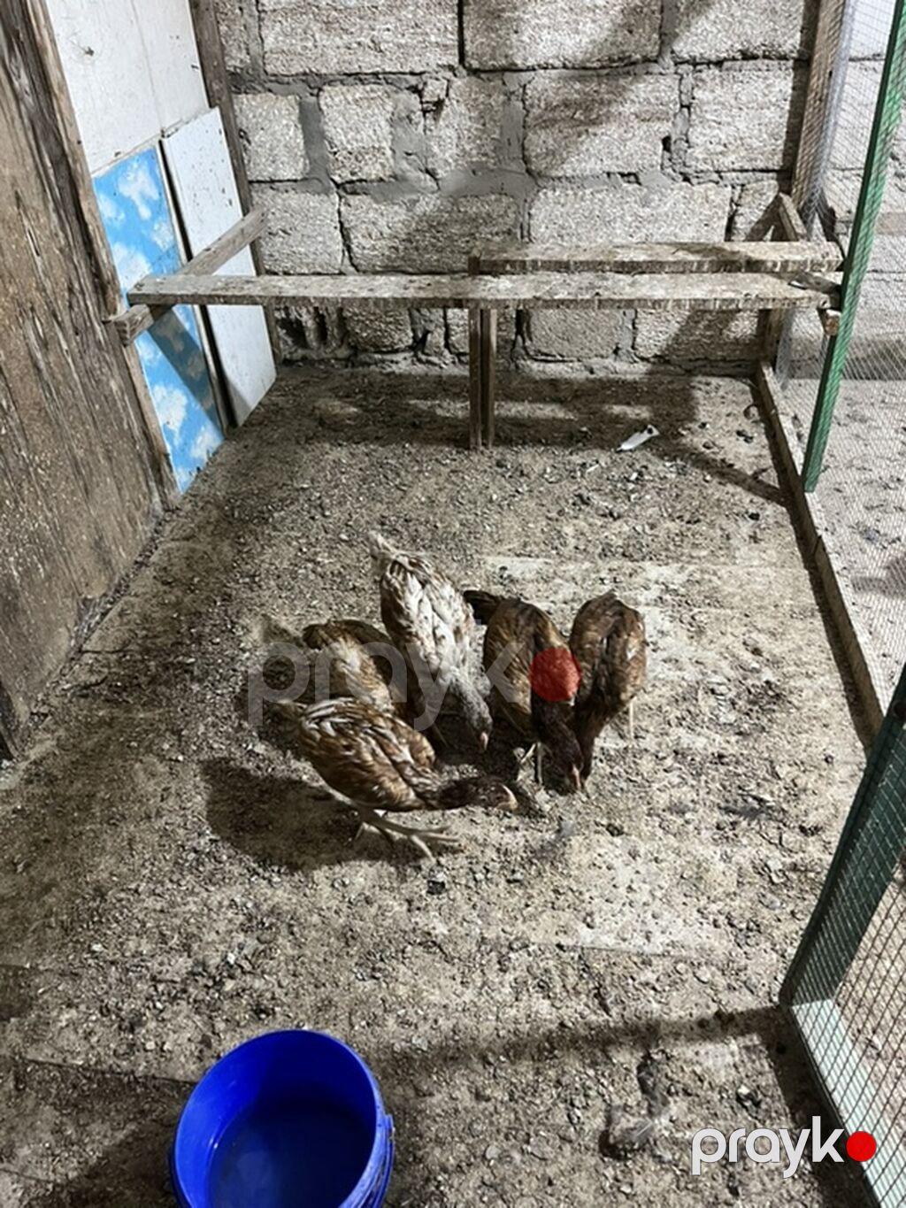 Heyratılardır. 5 ədəddir. Real alıcılar yazsin — Heyvanlar, Digah (2)