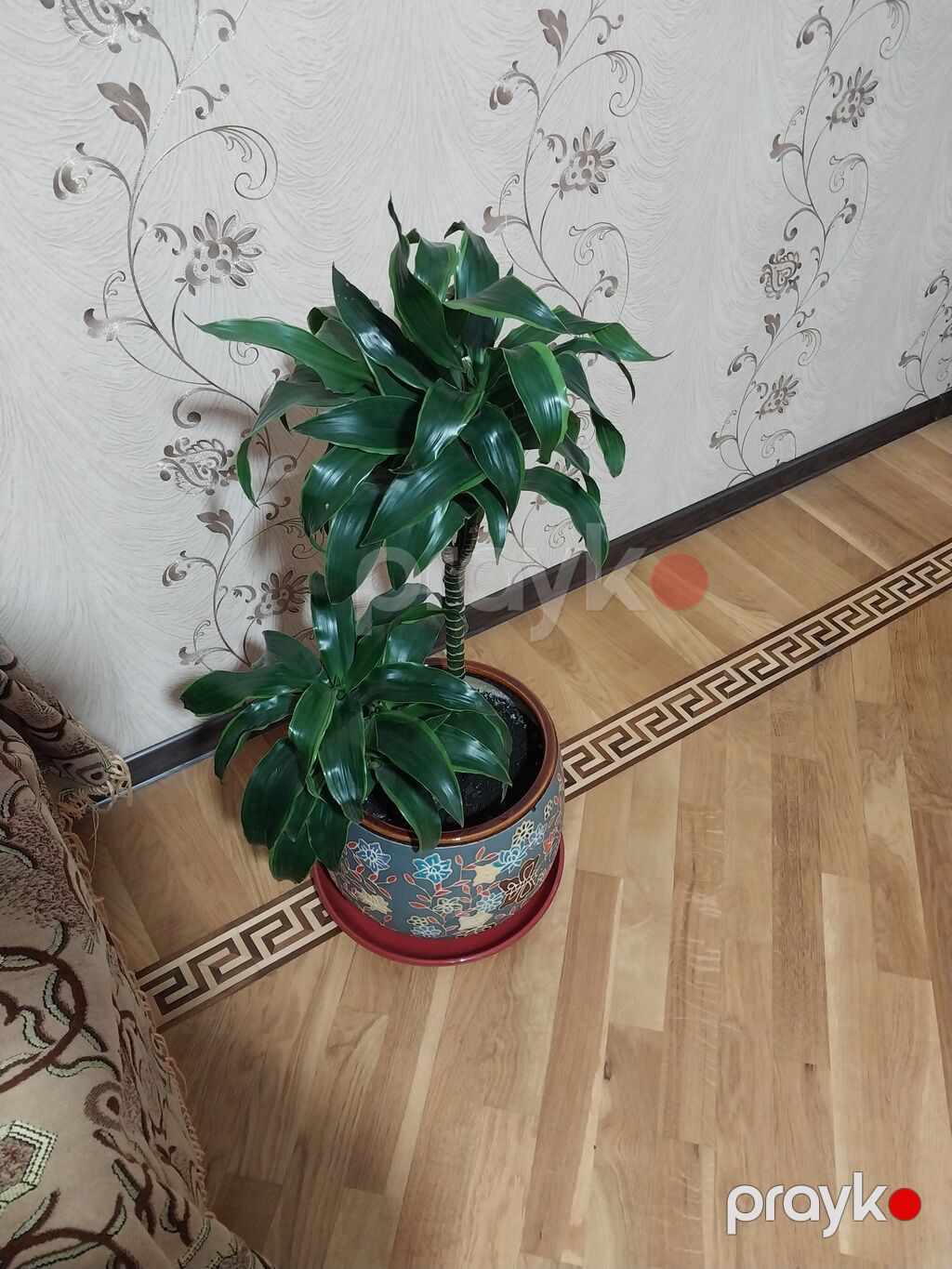 Çox gözəl çox xeyirli və dünyada böyük bioloji dəyərli Dracena — Qapı bitkələri, Bakı (4)