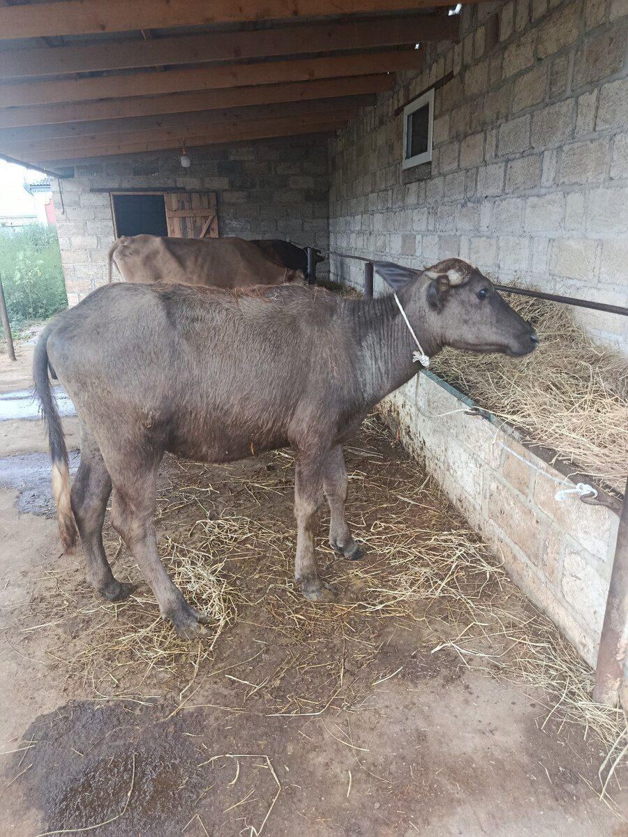 Camış və balası — Heyvanlar, Şabran (5)
