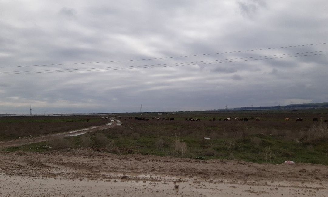 Satılır torpaq 8000 sot — Torpaq, Şabran (3)