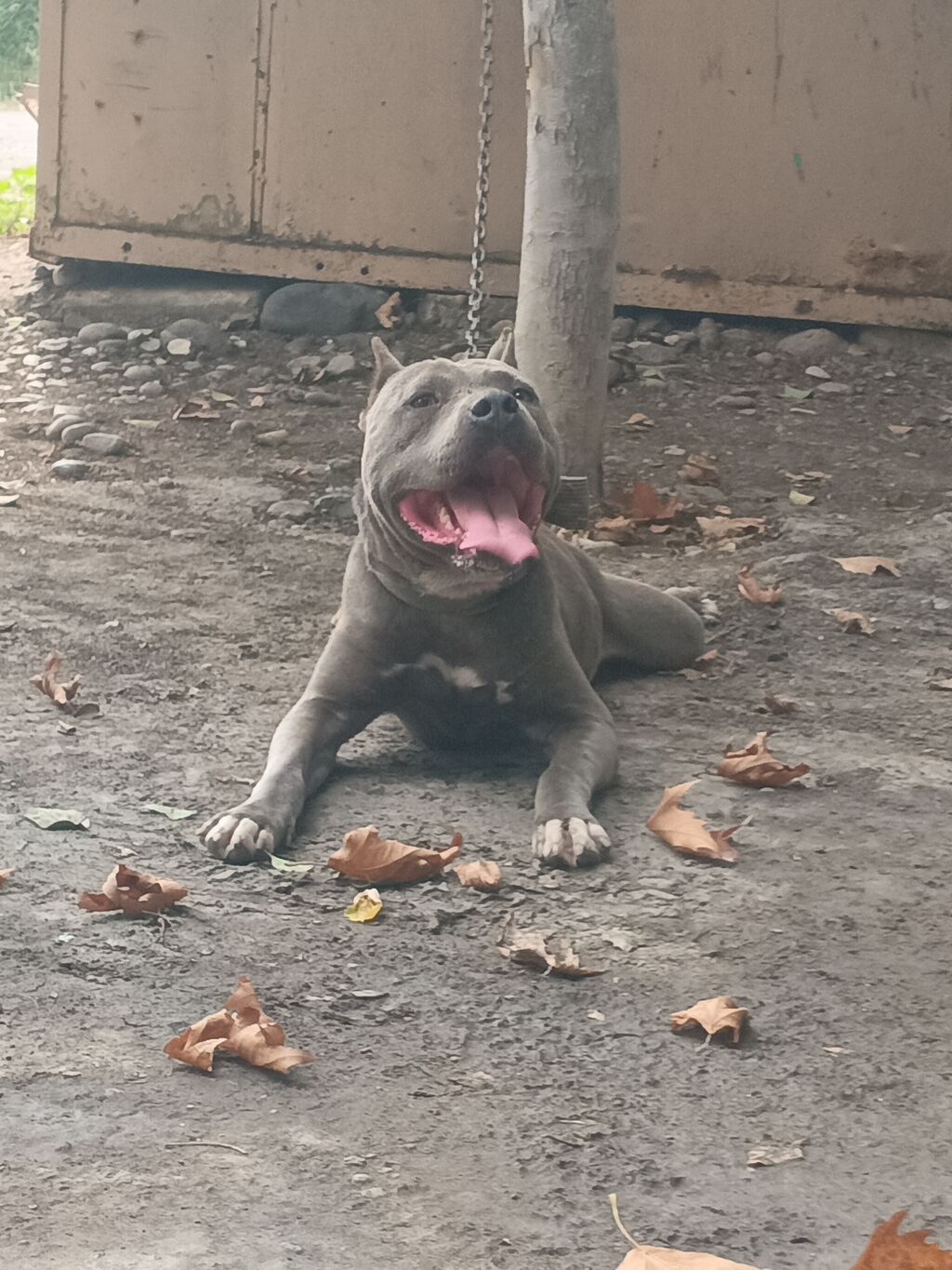 Pitbul, Erkək, Peyvəndli — Heyvanlar, Goranboy (3)