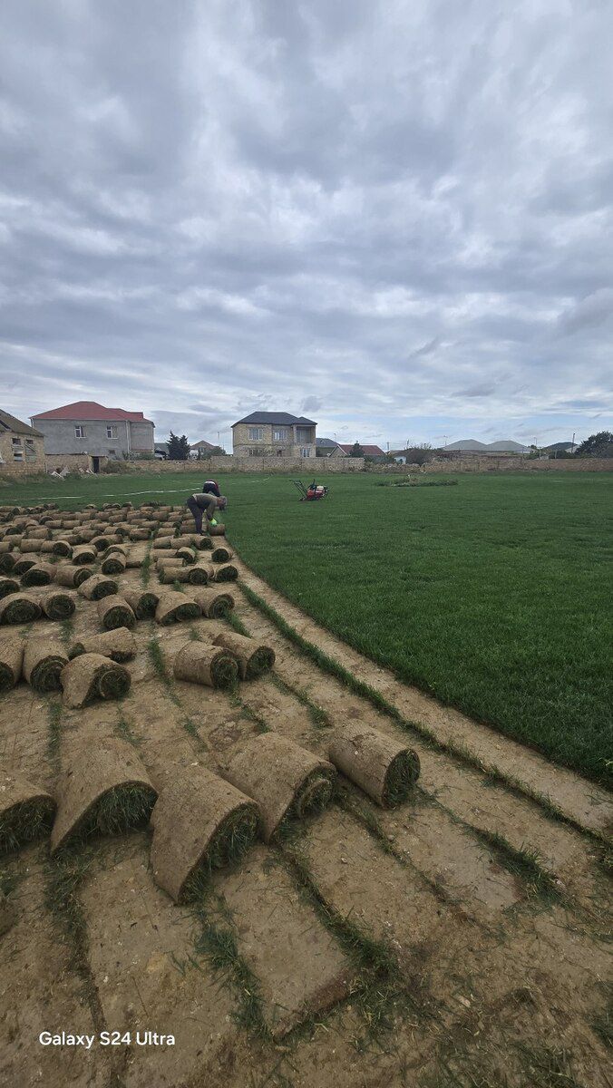 Qazon — Bitkilər, Bakı (7)