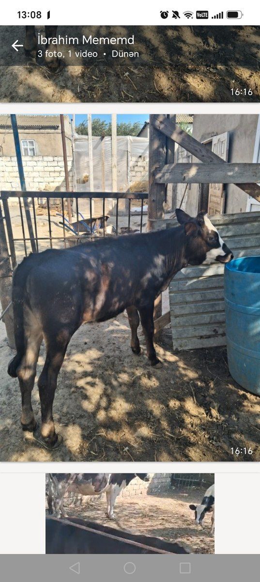 Dana — Heyvanlar, Bakı (2)