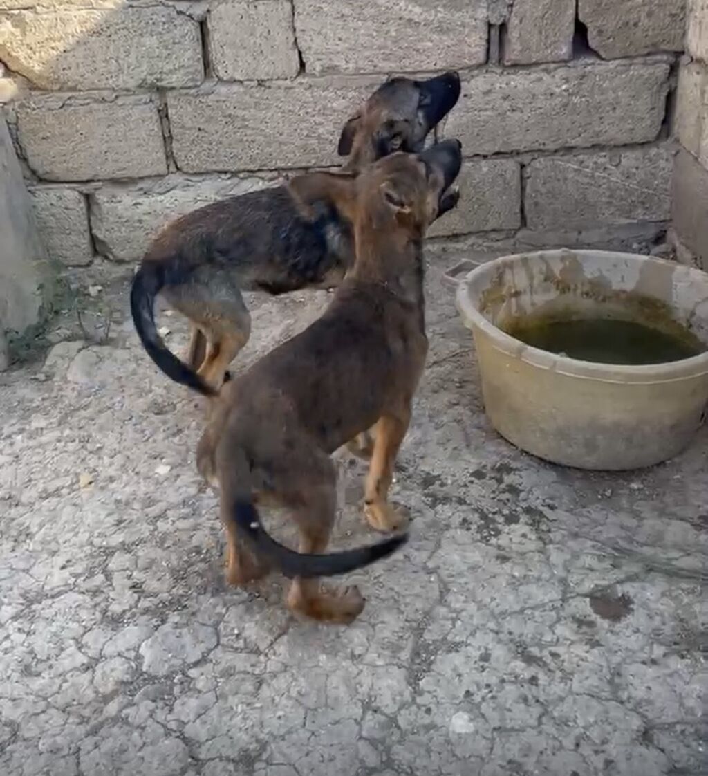 Alman çoban iti, 3 ay, Erkək, Peyvəndli — Heyvanlar, Xırdalan (2)