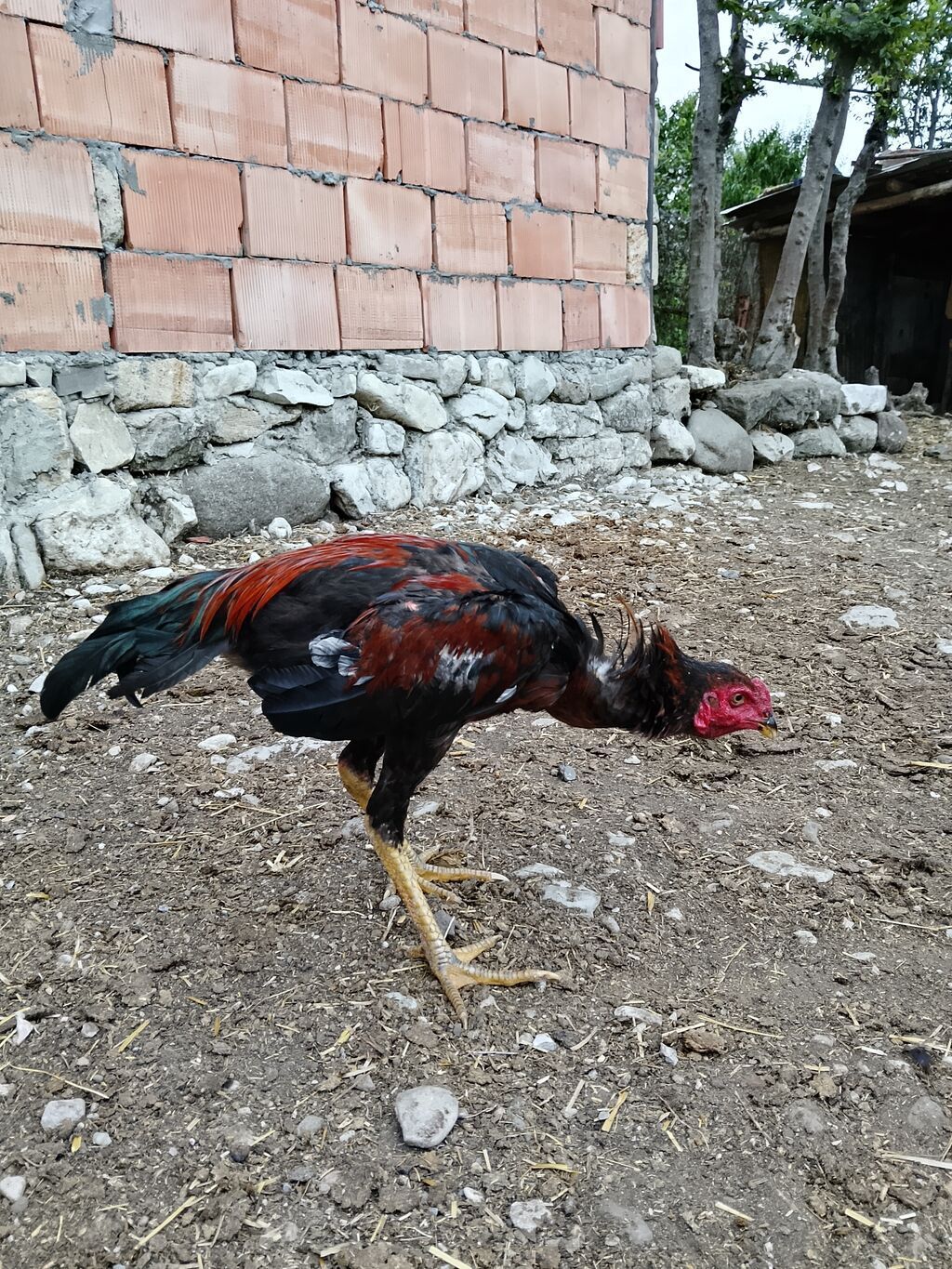 Cins xoruz (uzunayaqlı, damazlıq)
