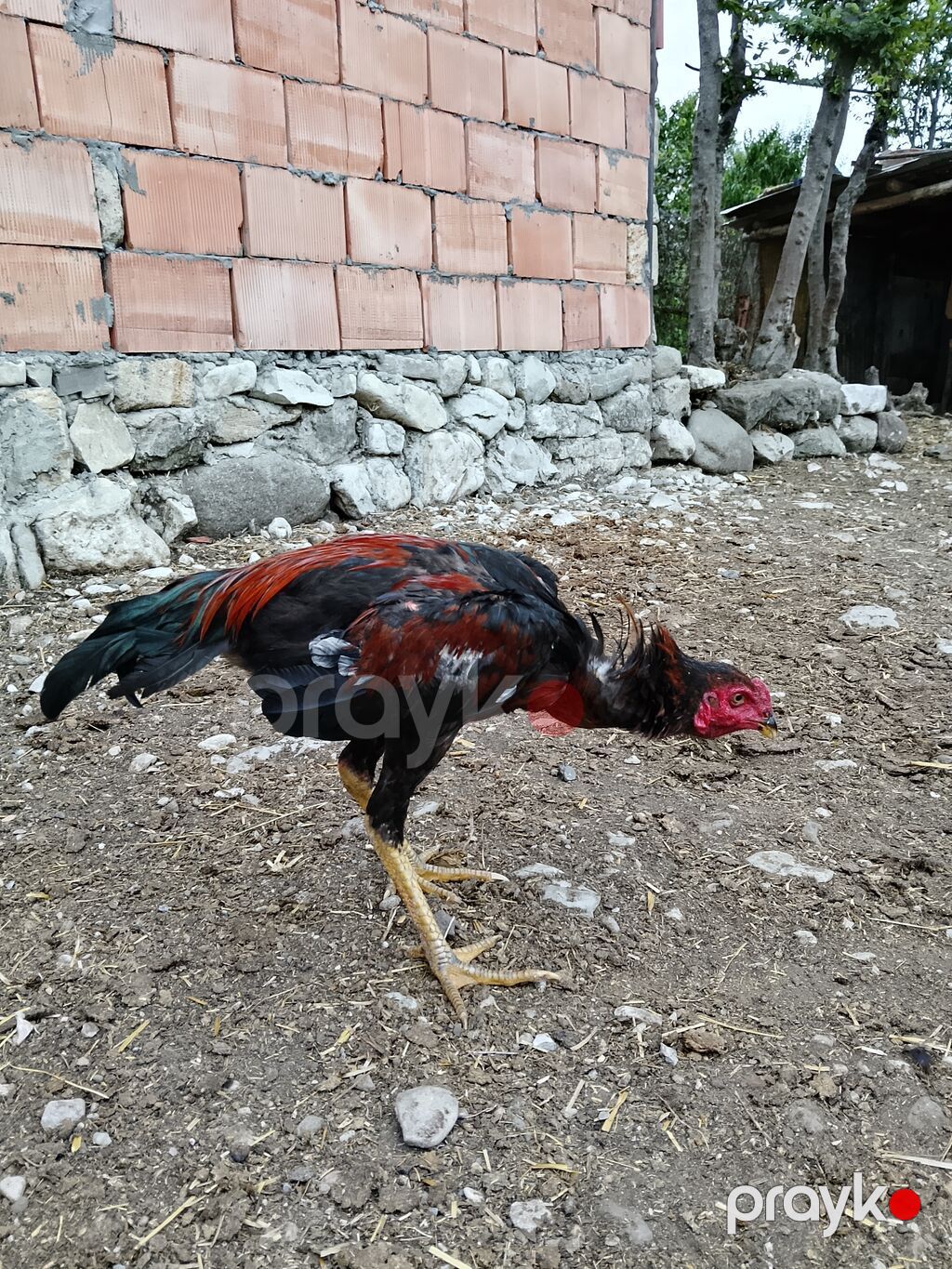 Cins xoruz (uzunayaqlı, damazlıq) — Toyuq və xoruz, İsmayıllı
