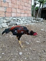 Cins xoruz (uzunayaqlı, damazlıq) — Chickens and roosters