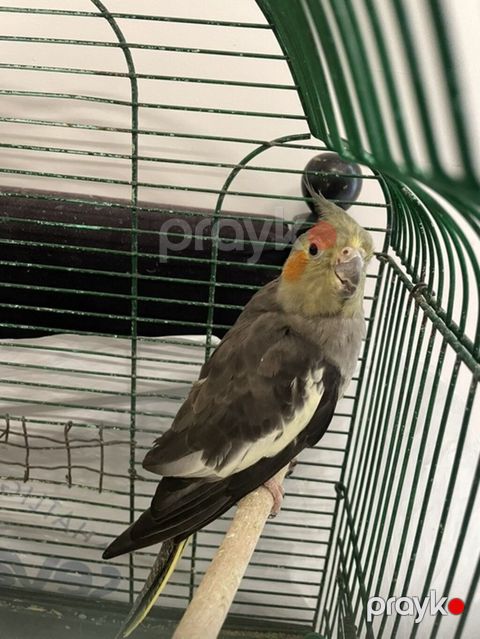 Nimfa (cockatiel) papağanı və qəfəsi - Növ: Nimfa (cockatiel) - Rəng