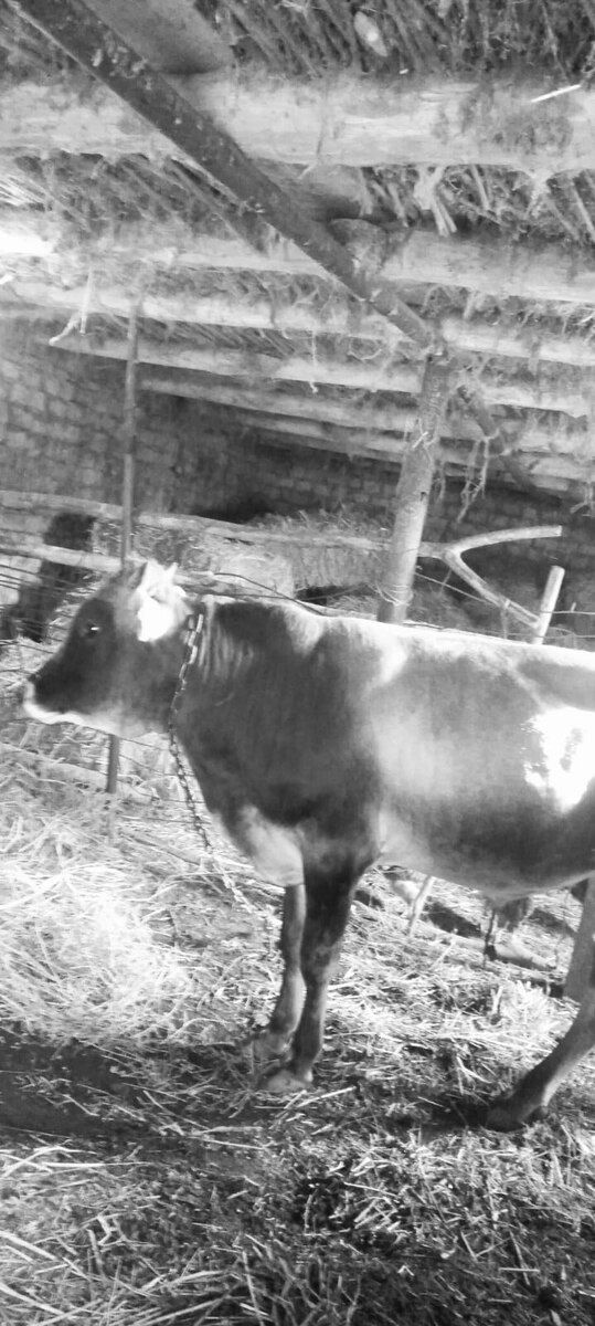 Dana — Heyvanlar, Ağsu (12)