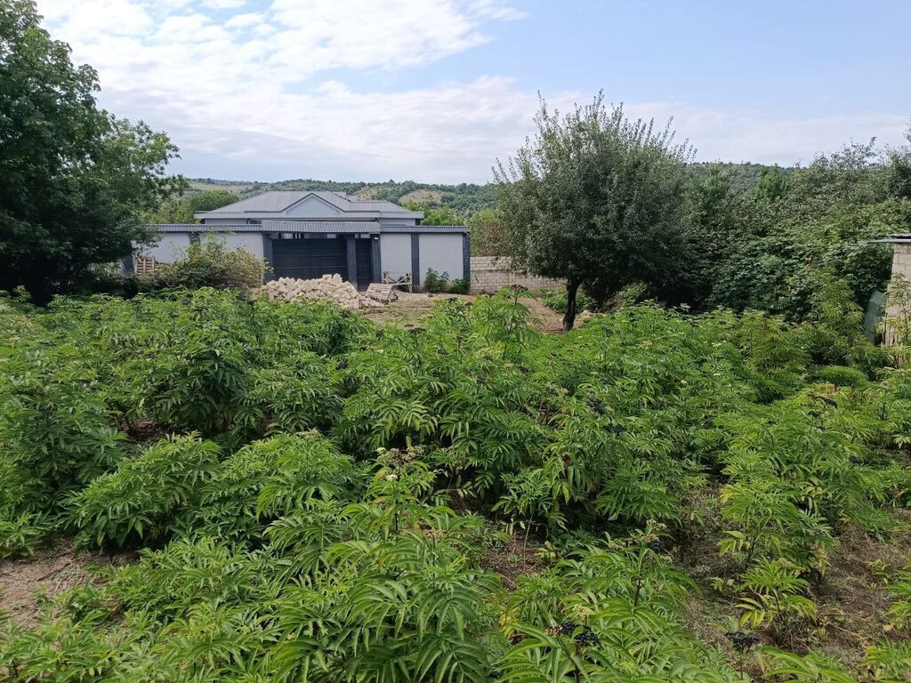 7 sot, Tikinti, Mülkiyyətçi, Kupça (Çıxarış) — Torpaq, Şabran (7)
