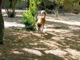 5 aylıq Qafqaz çoban köpəyi balası — Caucasian Shepherd