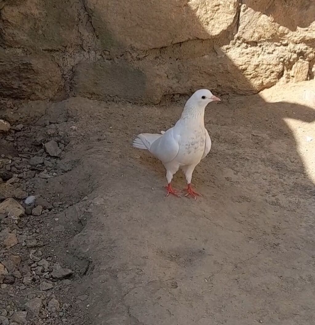 Dunen tutulub erkey qiymet sondu — Quşlar, Bakı (2)
