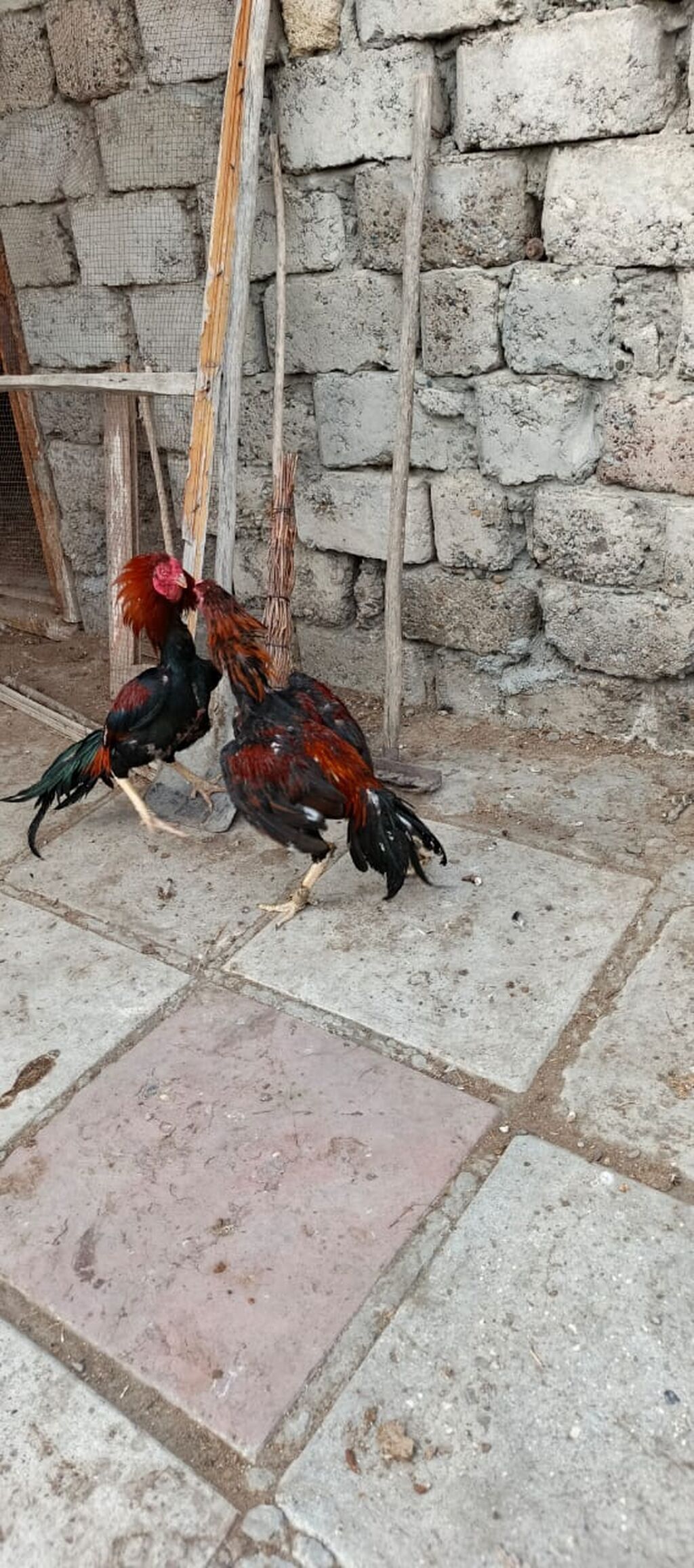 12 ayina kecib tam saglam aktib becedi .temiz qan temiz cins qapisine — Heyvanlar, Mingəçevir (4)