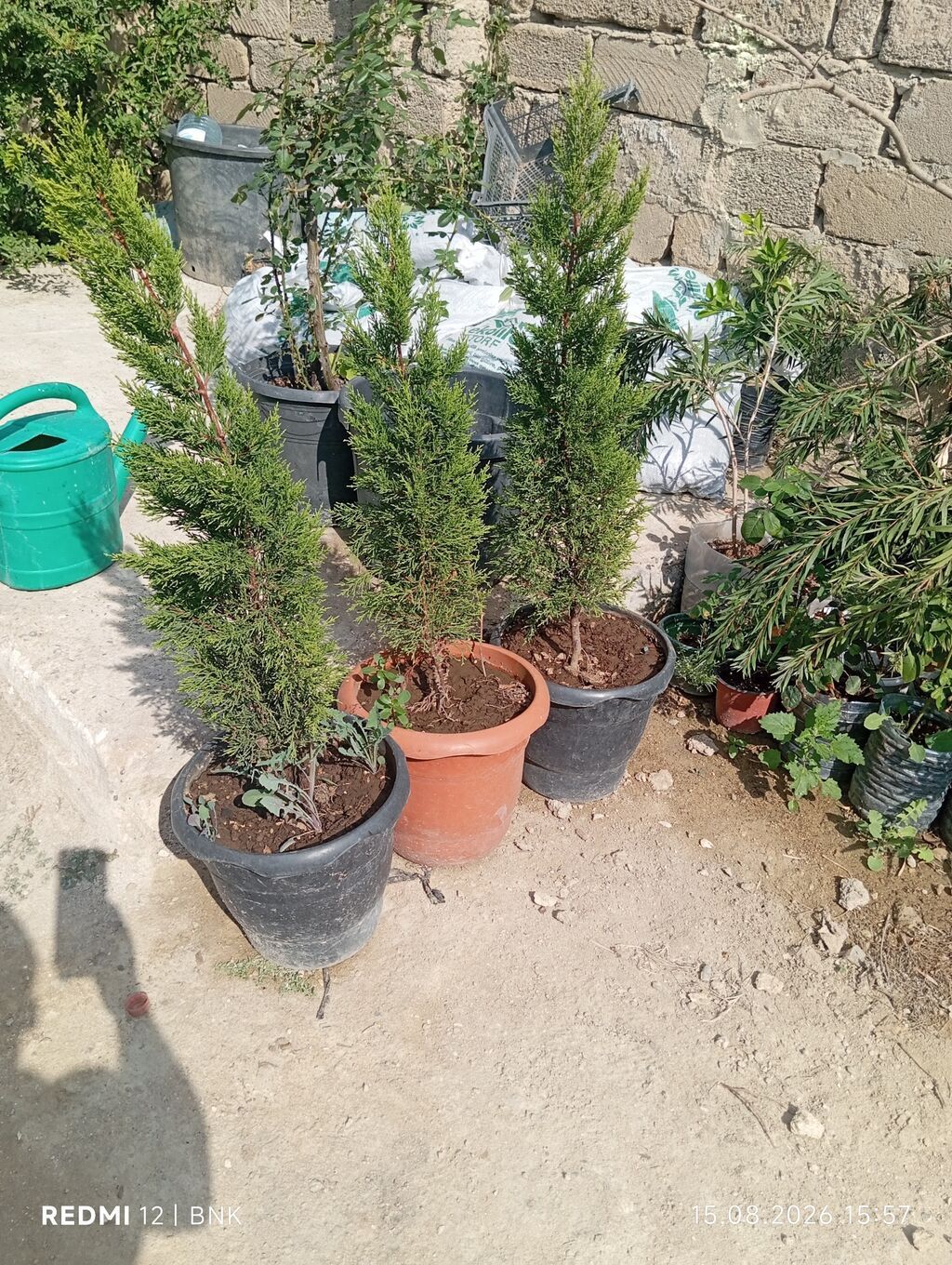 Thuja (həmişəyaşıl ardıc) dekorativ ağaclar – qablarda - Növ — Bitkilər, Digah