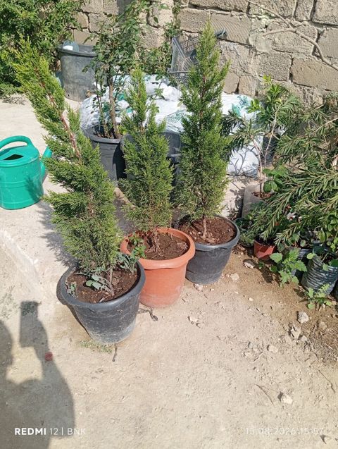 Thuja (həmişəyaşıl ardıc) dekorativ ağaclar – qablarda - Növ
