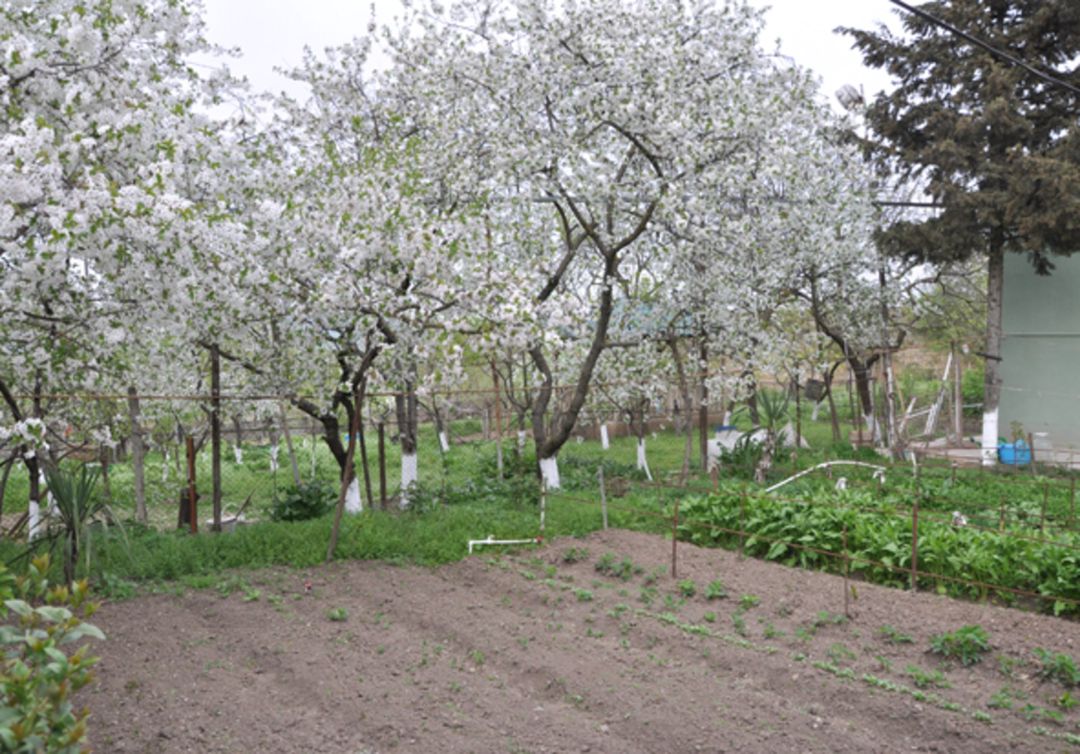 Bağ evi, Şamaxı r. — Daşınmaz əmlak, Şamaxı (4)