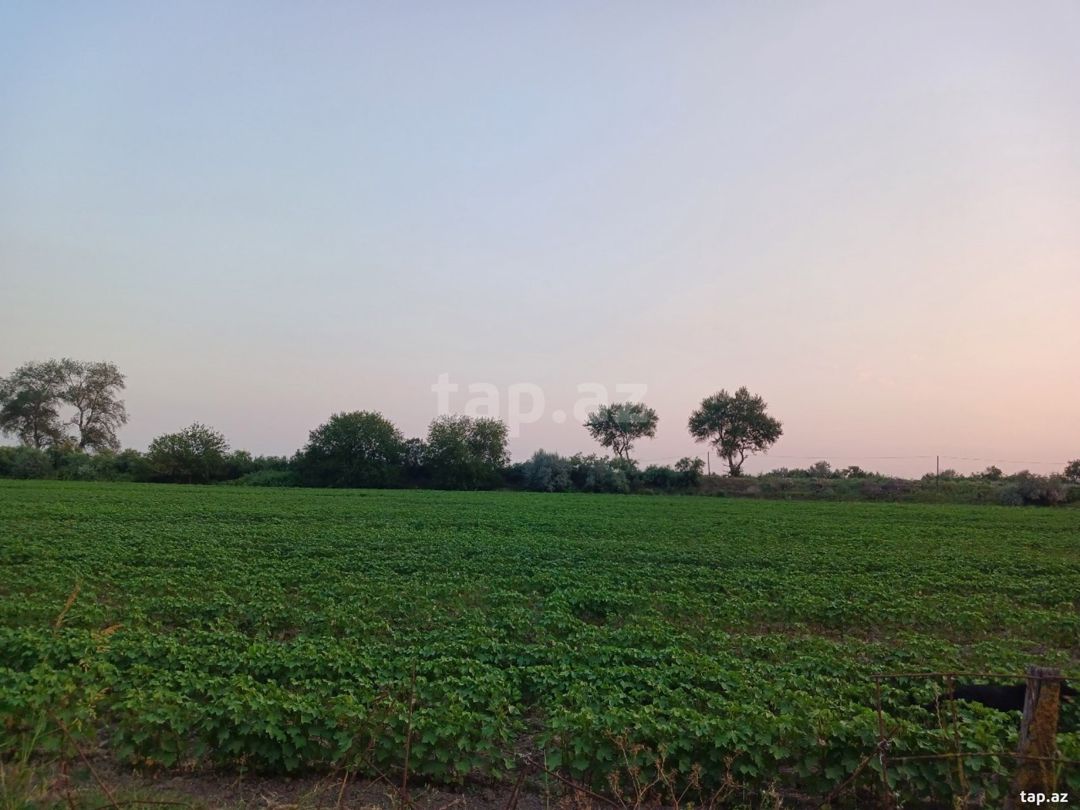 6500 sot torpaq sahəsi, Sabirabad r. — Torpaq, Sabirabad