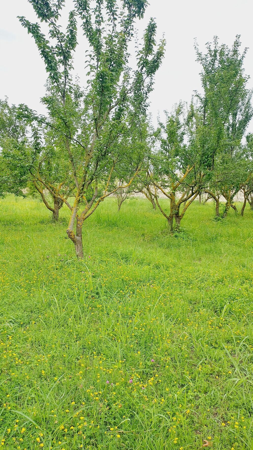 24 sot, Tikinti, Mülkiyyətçi, Kupça (Çıxarış) — Torpaq, Göyçay (10)