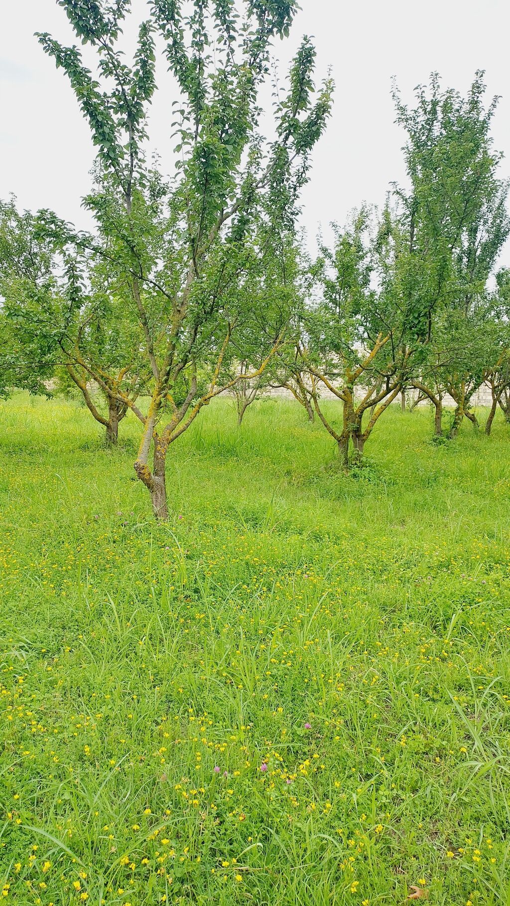 24 sot, Tikinti, Mülkiyyətçi, Kupça (Çıxarış) — Torpaq, Göyçay (10)