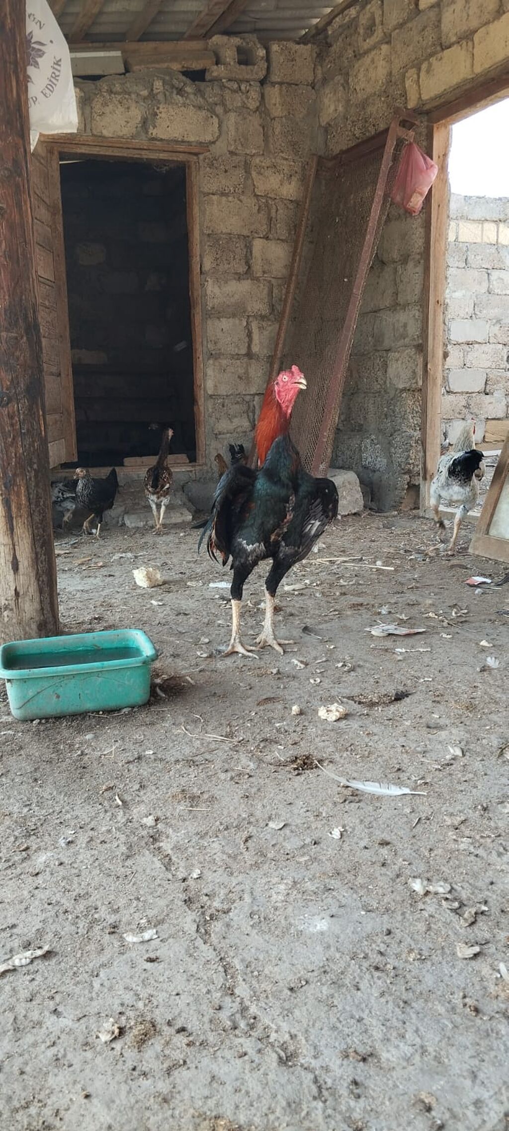 12 ayina kecib tam saglam aktib becedi .temiz qan temiz cins qapisine — Heyvanlar, Mingəçevir (8)