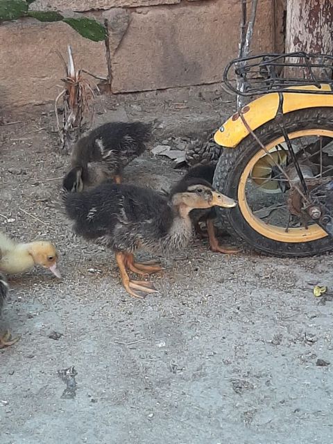 Ördək balaları – qarışıq rəngli (qara-boz və açıq sarı) 20.gunlul