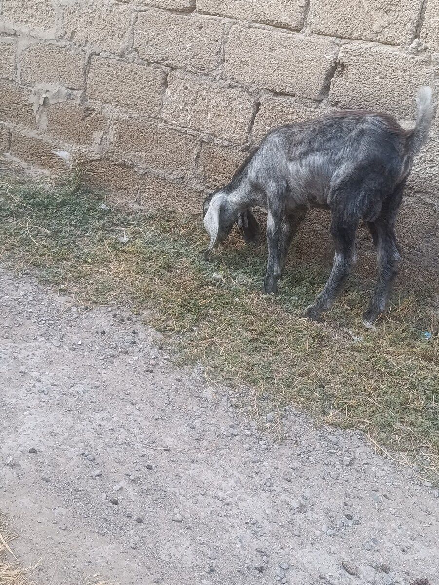 Hələb keçisi — Heyvanlar, Bakı (4)