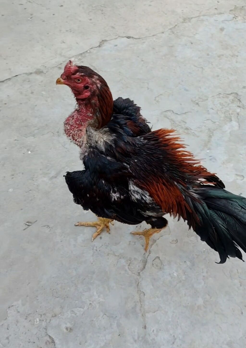 Xoruz, Heyratı, il: 1 — Heyvanlar, Masazır (4)