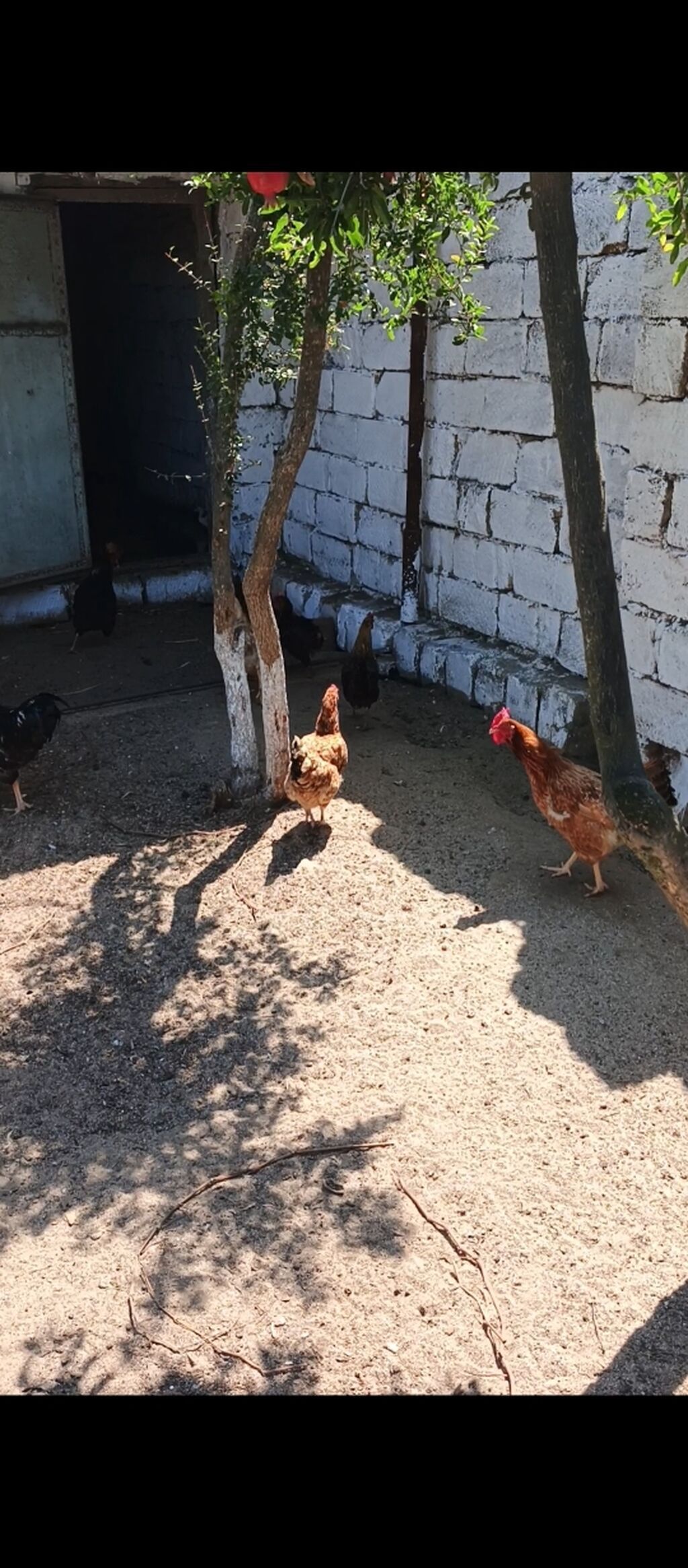 Yumurtlayan Kend Toyugları Hamısı Toyuğ altınan Cıxıb 10 eded Toyug — Heyvanlar, Fatmayı (2)