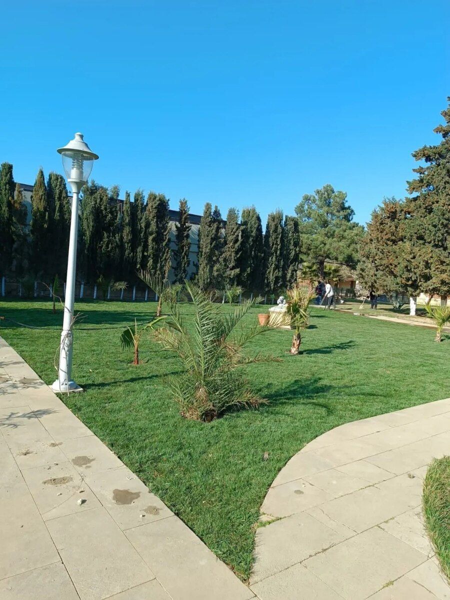 Qazon — Bitkilər, Bakı (5)