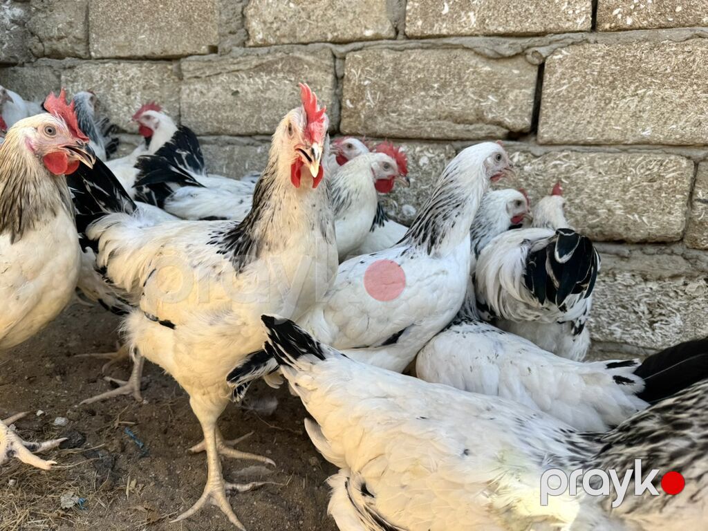 5 Ay Yarımlıq Xoruzlar. 30 Ədəd 5 Ay 10 Günlük Fərələr. Fərələr — Heyvanlar, Digah (7)