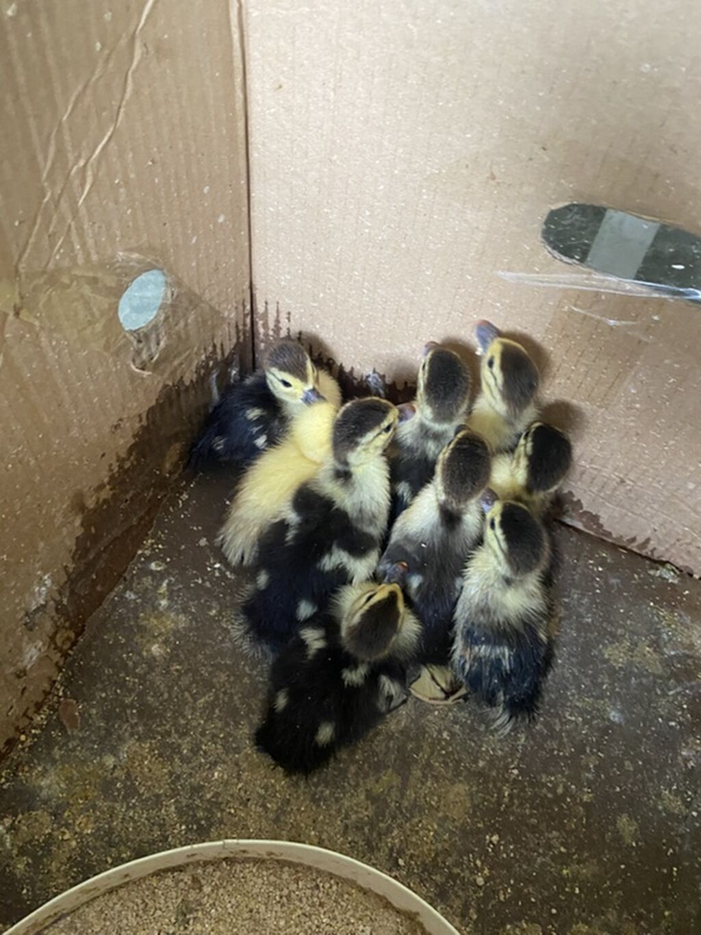 Salam yerli lal ördək balaları satılır sağlam heyvanlardı inkubator — Heyvanlar, Qobu (2)